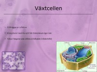 /album/vaxtcellen/a5-cellen-010-jpeg1/